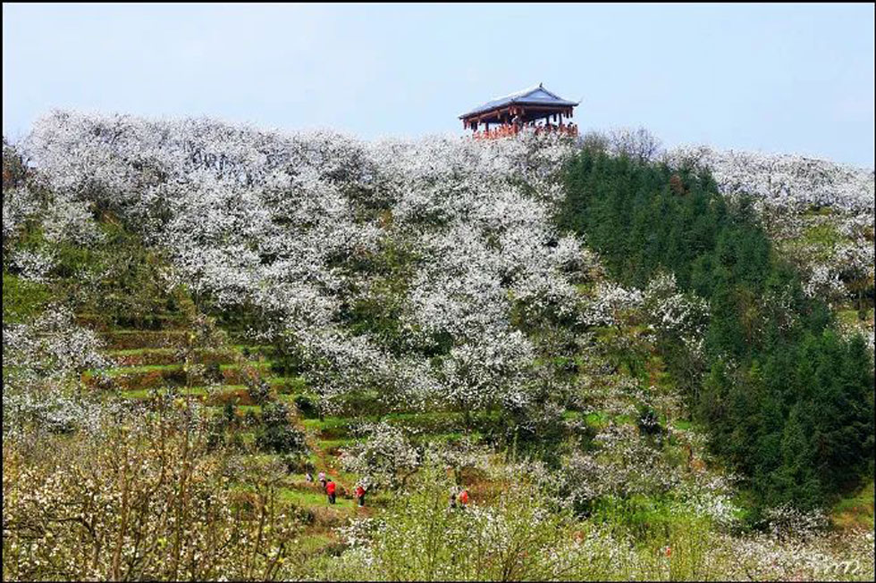 【春天，广西桂林灌阳县向您发出邀请！】我们在灌阳看梨花 - 游山玩水 - 武汉生活社区 - 武汉28生活网 wh.28life.com
