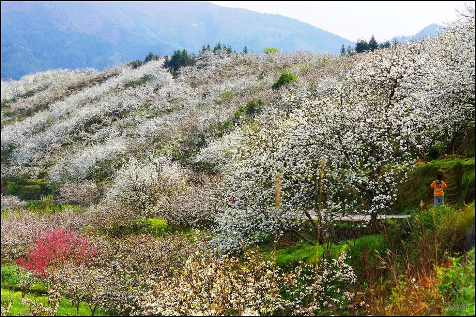 【春天，广西桂林灌阳县向您发出邀请！】我们在灌阳看梨花 - 游山玩水 - 武汉生活社区 - 武汉28生活网 wh.28life.com