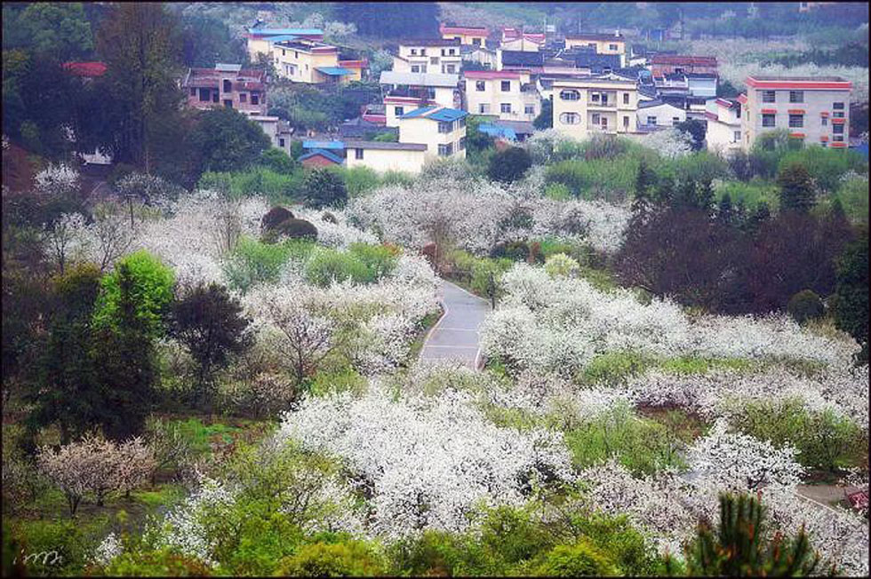 【春天，广西桂林灌阳县向您发出邀请！】我们在灌阳看梨花 - 游山玩水 - 武汉生活社区 - 武汉28生活网 wh.28life.com
