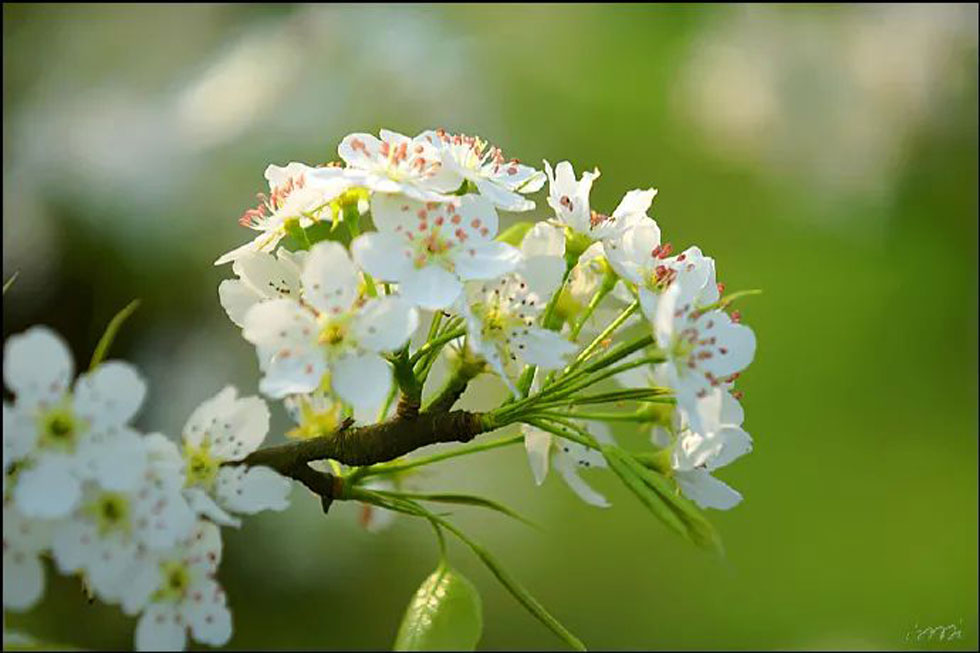 【春天，广西桂林灌阳县向您发出邀请！】我们在灌阳看梨花 - 游山玩水 - 武汉生活社区 - 武汉28生活网 wh.28life.com