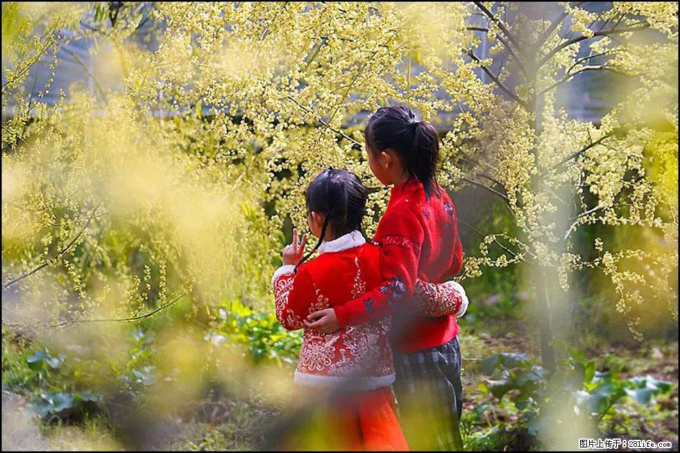 【春天，广西桂林灌阳县向您发出邀请！】米珠山前有片山苍子花在飘香 - 游山玩水 - 武汉生活社区 - 武汉28生活网 wh.28life.com