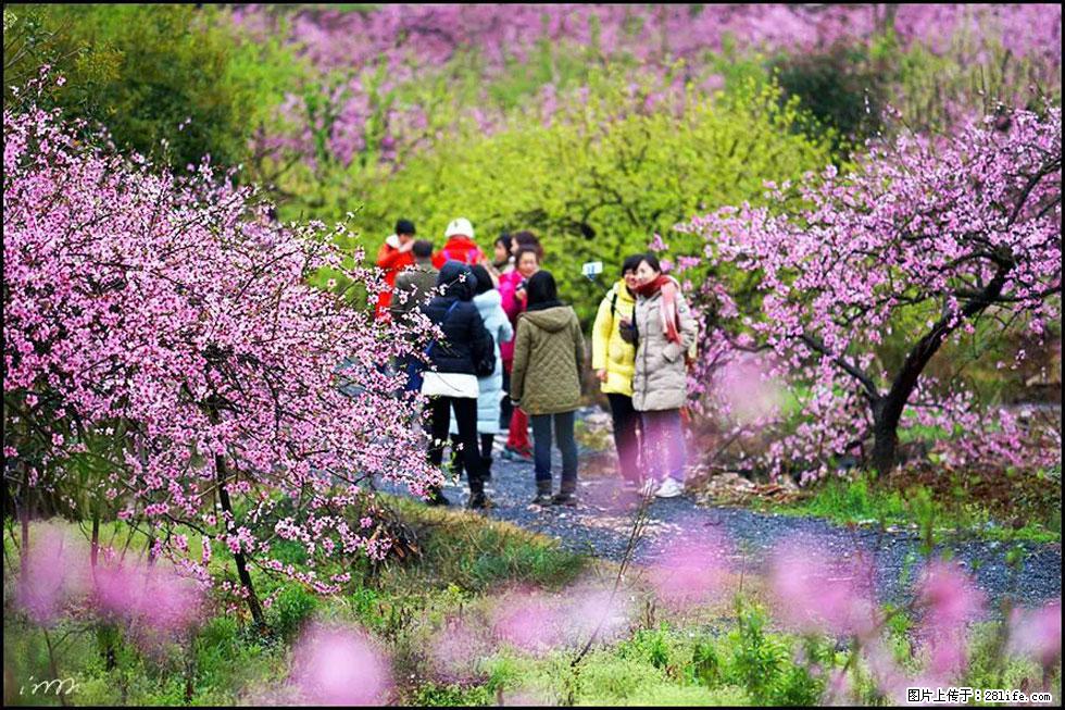 【春天，广西桂林灌阳县向您发出邀请！】官庄村有个醉美的桃花园 - 游山玩水 - 武汉生活社区 - 武汉28生活网 wh.28life.com