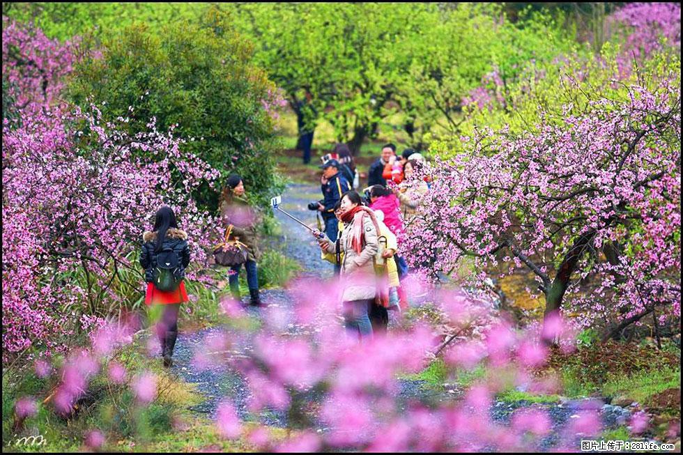 【春天，广西桂林灌阳县向您发出邀请！】官庄村有个醉美的桃花园 - 游山玩水 - 武汉生活社区 - 武汉28生活网 wh.28life.com