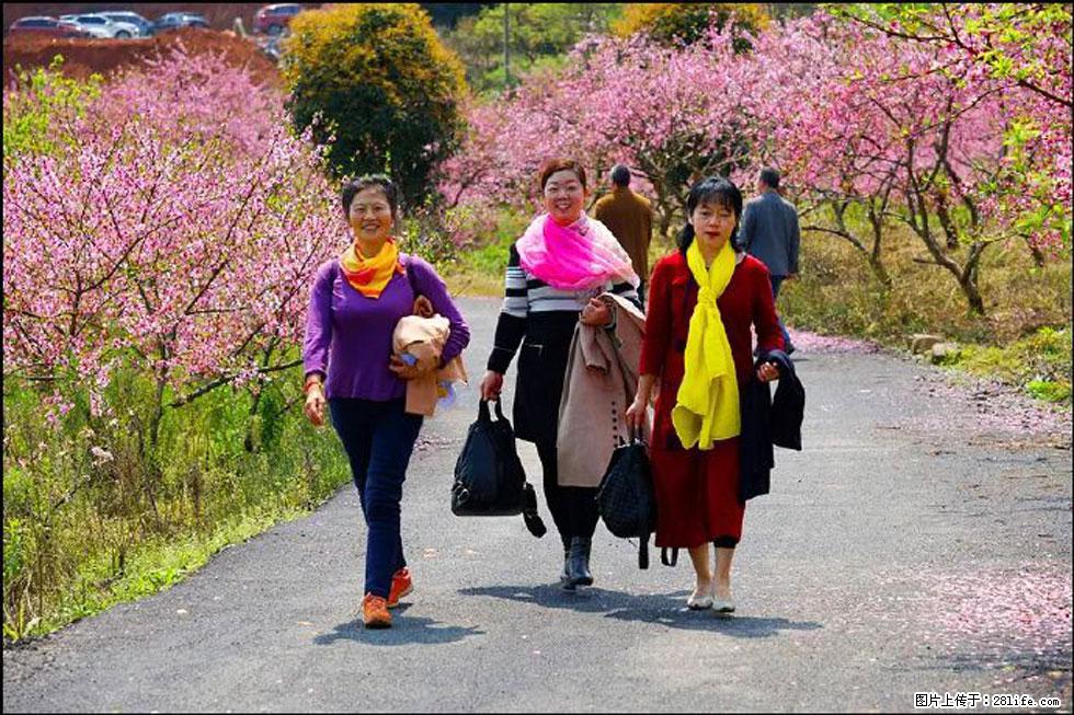 【春天，广西桂林灌阳县向您发出邀请！】官庄村有个醉美的桃花园 - 游山玩水 - 武汉生活社区 - 武汉28生活网 wh.28life.com
