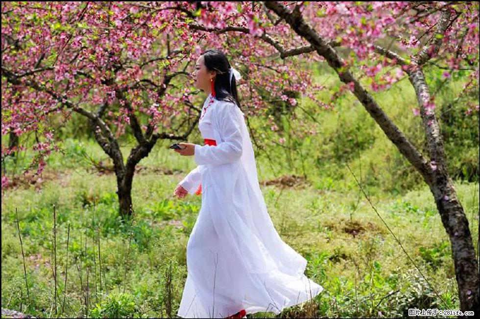 【春天，广西桂林灌阳县向您发出邀请！】官庄村有个醉美的桃花园 - 游山玩水 - 武汉生活社区 - 武汉28生活网 wh.28life.com