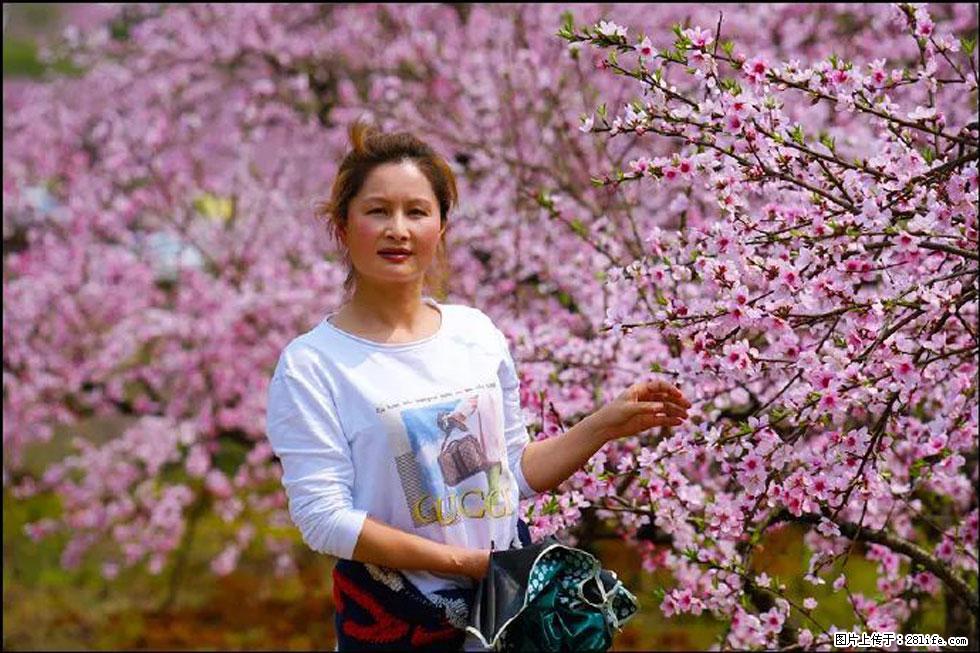 【春天，广西桂林灌阳县向您发出邀请！】官庄村有个醉美的桃花园 - 游山玩水 - 武汉生活社区 - 武汉28生活网 wh.28life.com