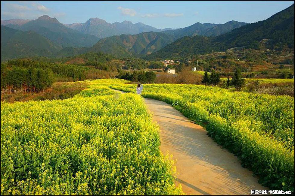 【春天，广西桂林灌阳县向您发出邀请！】长坪村油菜盛情花开 - 游山玩水 - 武汉生活社区 - 武汉28生活网 wh.28life.com