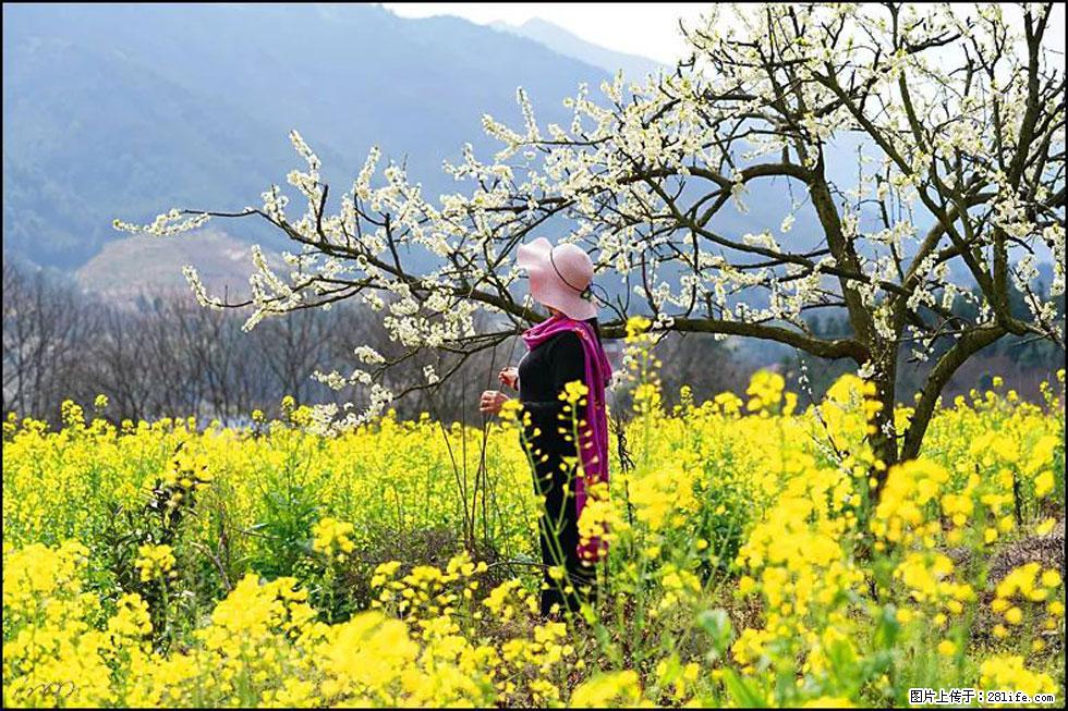 【春天，广西桂林灌阳县向您发出邀请！】长坪村油菜盛情花开 - 游山玩水 - 武汉生活社区 - 武汉28生活网 wh.28life.com