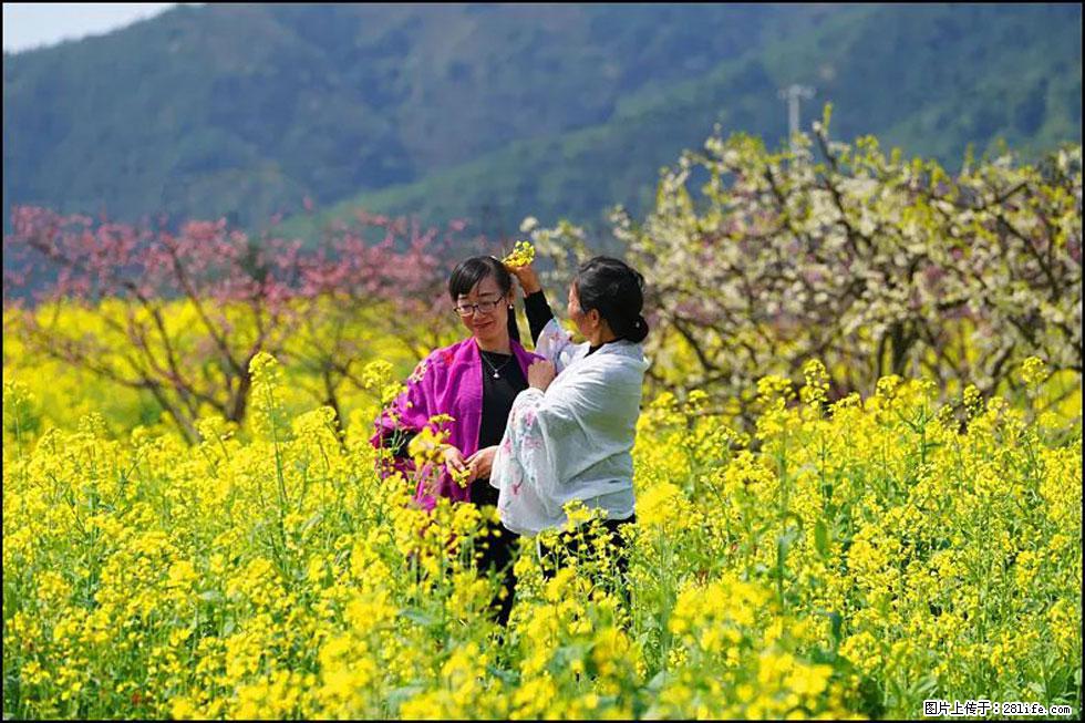 【春天，广西桂林灌阳县向您发出邀请！】长坪村油菜盛情花开 - 游山玩水 - 武汉生活社区 - 武汉28生活网 wh.28life.com