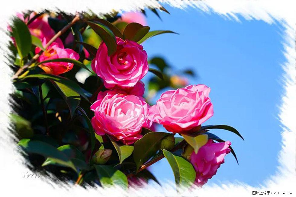 【春天，广西桂林灌阳县向您发出邀请！】杨柳井茶花惹人爱 - 游山玩水 - 武汉生活社区 - 武汉28生活网 wh.28life.com