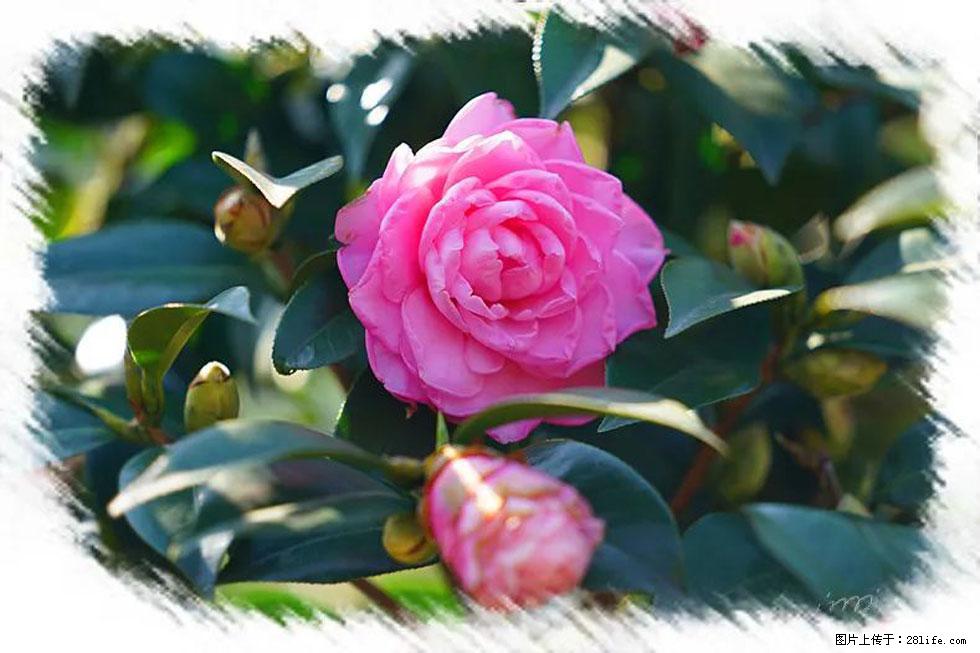 【春天，广西桂林灌阳县向您发出邀请！】杨柳井茶花惹人爱 - 游山玩水 - 武汉生活社区 - 武汉28生活网 wh.28life.com