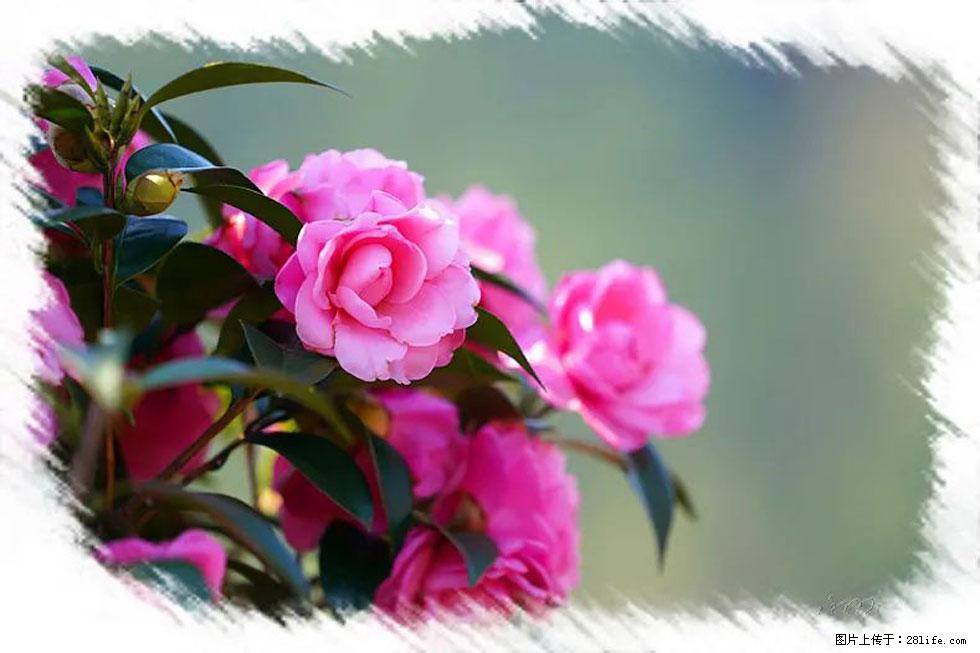 【春天，广西桂林灌阳县向您发出邀请！】杨柳井茶花惹人爱 - 游山玩水 - 武汉生活社区 - 武汉28生活网 wh.28life.com
