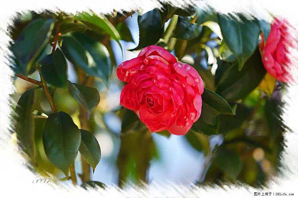 【春天，广西桂林灌阳县向您发出邀请！】杨柳井茶花惹人爱 - 游山玩水 - 武汉生活社区 - 武汉28生活网 wh.28life.com