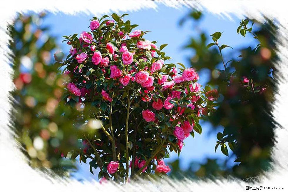 【春天，广西桂林灌阳县向您发出邀请！】杨柳井茶花惹人爱 - 游山玩水 - 武汉生活社区 - 武汉28生活网 wh.28life.com