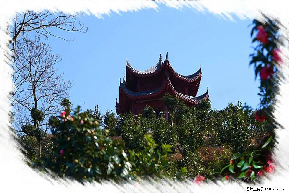 【春天，广西桂林灌阳县向您发出邀请！】杨柳井茶花惹人爱 - 游山玩水 - 武汉生活社区 - 武汉28生活网 wh.28life.com