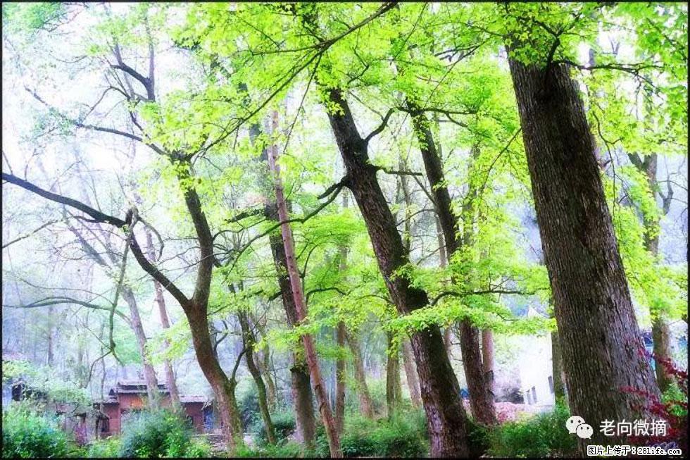 【春天，广西桂林灌阳县向您发出邀请！】在小龙村与春天约会 - 游山玩水 - 武汉生活社区 - 武汉28生活网 wh.28life.com