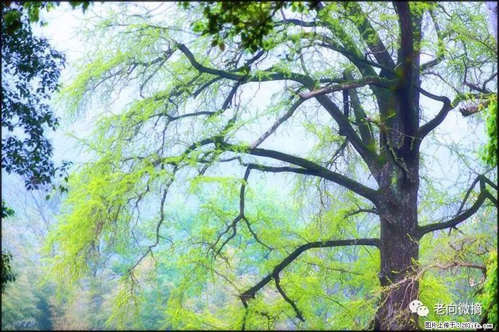 【春天，广西桂林灌阳县向您发出邀请！】在小龙村与春天约会 - 游山玩水 - 武汉生活社区 - 武汉28生活网 wh.28life.com
