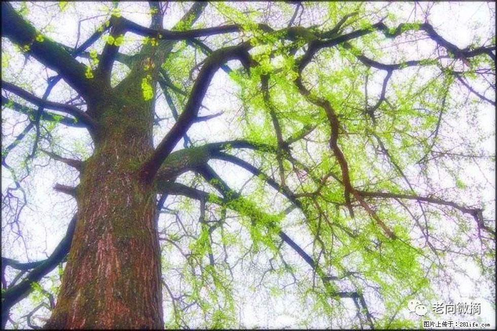 【春天，广西桂林灌阳县向您发出邀请！】在小龙村与春天约会 - 游山玩水 - 武汉生活社区 - 武汉28生活网 wh.28life.com