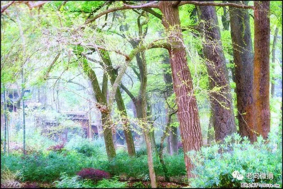 【春天，广西桂林灌阳县向您发出邀请！】在小龙村与春天约会 - 游山玩水 - 武汉生活社区 - 武汉28生活网 wh.28life.com
