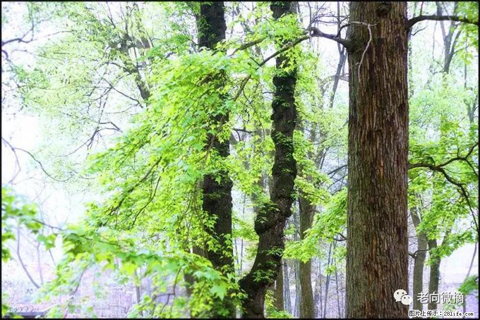【春天，广西桂林灌阳县向您发出邀请！】在小龙村与春天约会 - 游山玩水 - 武汉生活社区 - 武汉28生活网 wh.28life.com