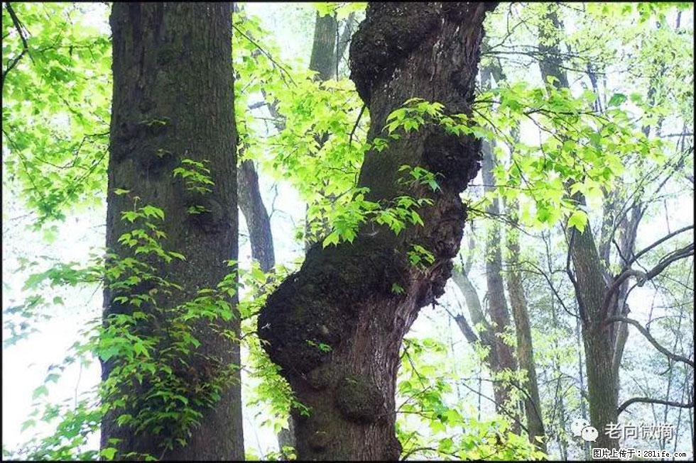 【春天，广西桂林灌阳县向您发出邀请！】在小龙村与春天约会 - 游山玩水 - 武汉生活社区 - 武汉28生活网 wh.28life.com