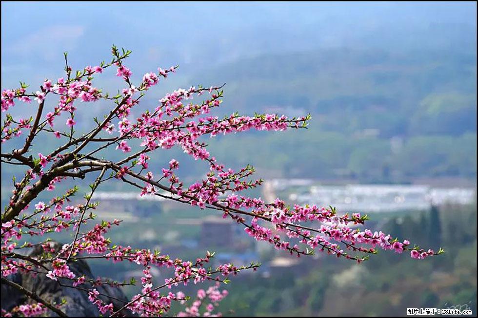 【春天，广西桂林灌阳县向您发出邀请！】望月岭上桃花开 - 游山玩水 - 武汉生活社区 - 武汉28生活网 wh.28life.com
