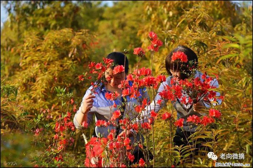 【春天，广西桂林灌阳县向您发出邀请！】登麒麟山，相约映山红 - 游山玩水 - 武汉生活社区 - 武汉28生活网 wh.28life.com