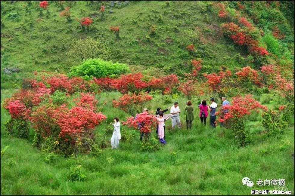 【春天，广西桂林灌阳县向您发出邀请！】宝盖山上映山红 - 游山玩水 - 武汉生活社区 - 武汉28生活网 wh.28life.com