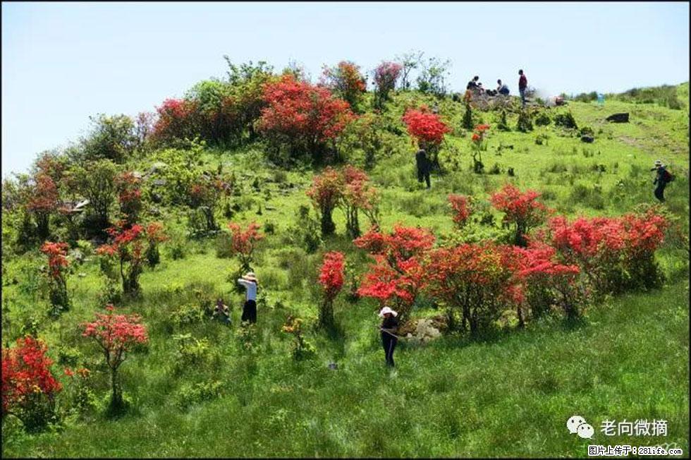 【春天，广西桂林灌阳县向您发出邀请！】宝盖山上映山红 - 游山玩水 - 武汉生活社区 - 武汉28生活网 wh.28life.com