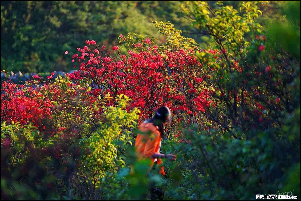 【春天，广西桂林灌阳县向您发出邀请！】春木界上映山红 - 游山玩水 - 武汉生活社区 - 武汉28生活网 wh.28life.com
