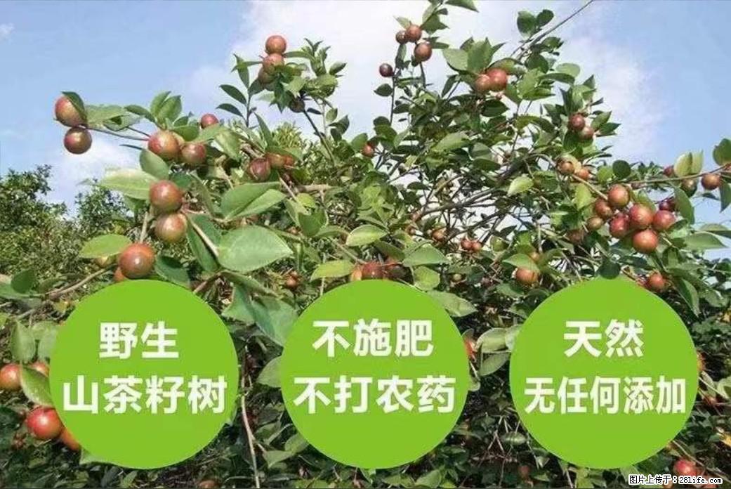 【灌阳县油茶产业示范区】一个有着充实的精神生活的人，对待身外之物自会有一种淡泊的态度 - 土特产 - 饮食特产 - 武汉分类信息 - 武汉28生活网 wh.28life.com
