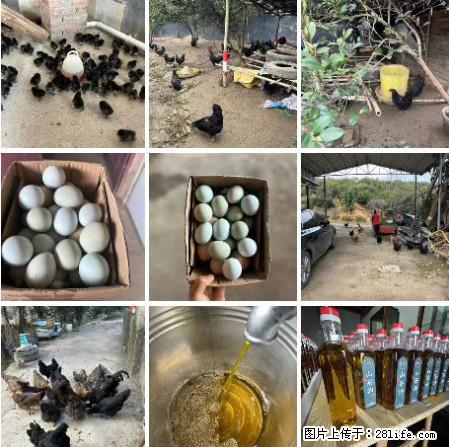 油茶园从小鸡仔开始养起的纯土鸡、土鸡蛋可以预定啦！还有前几天刚榨的纯山茶油哦 - 土特产 - 饮食特产 - 武汉分类信息 - 武汉28生活网 wh.28life.com