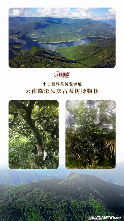 时间果百年古树2025年春红茶 - 购物交流 - 武汉生活社区 - 武汉28生活网 wh.28life.com