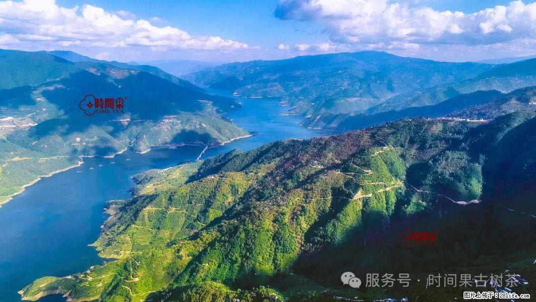 时间果百年古树龙珠普洱生茶 - 购物交流 - 武汉生活社区 - 武汉28生活网 wh.28life.com