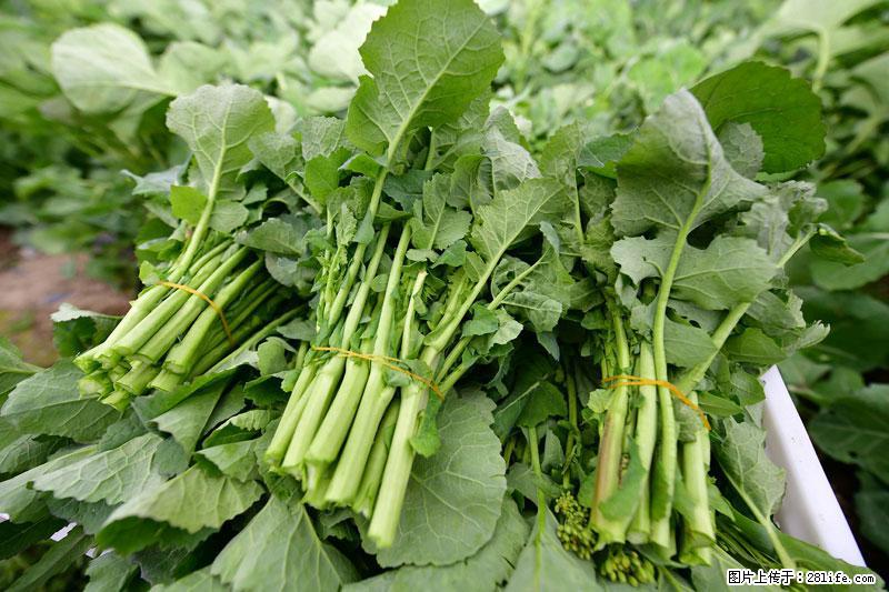 这些蔬菜是“天然钙片”，这6种被医生重点推荐 - 武汉生活资讯 - 武汉28生活网 wh.28life.com